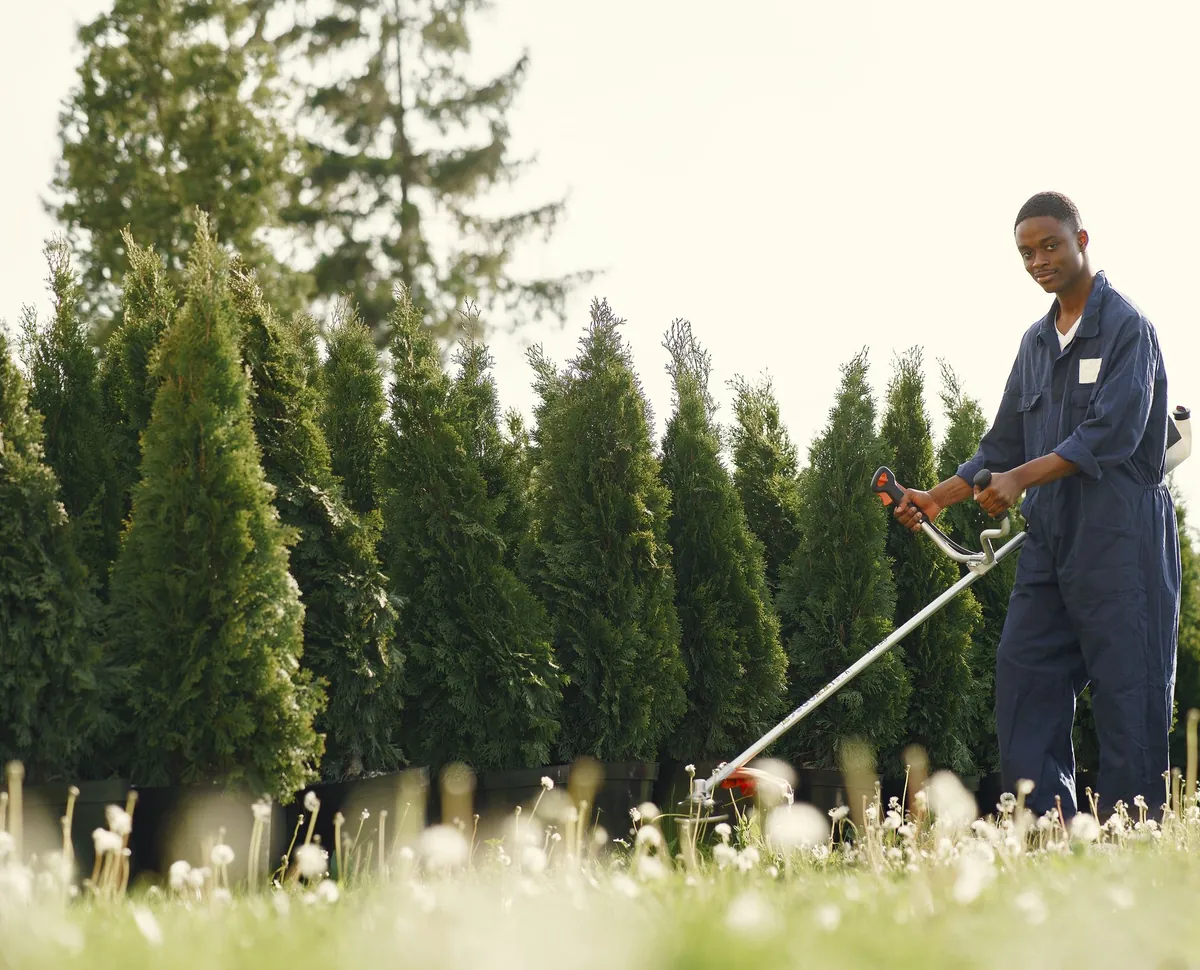 Gardener maintaining the edge of a tall green hedge